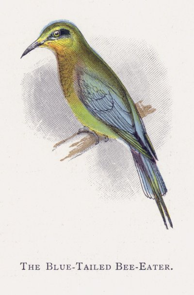 De Blauwe Staartbijeneter door Alexander Francis Lydon